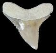 Nice, Fossil Dusky Shark Tooth - Lee Creek (Aurora), NC #47650-1